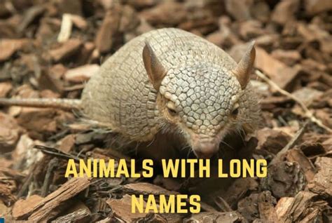 15 Amazing Animals With Long Names .